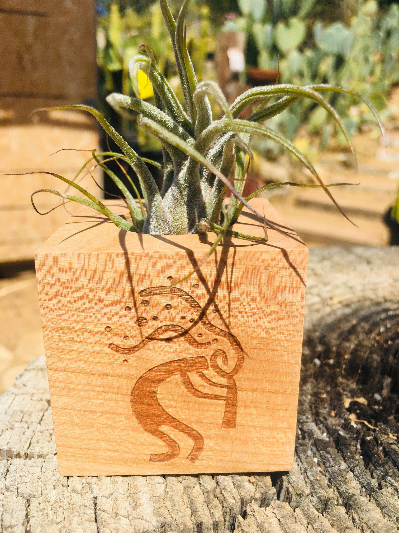 Air Plant Accessories-Air Plant-The Succulent Source