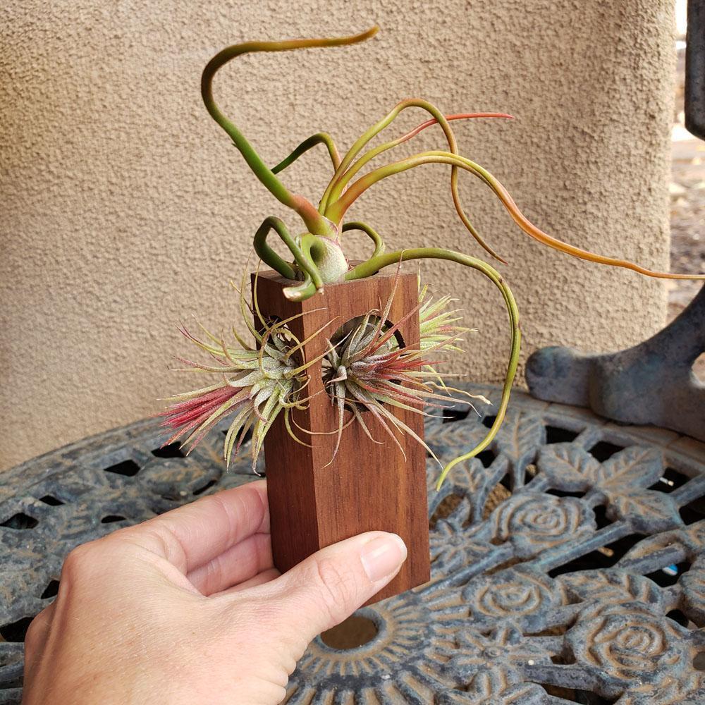 Air Plant Accessories-Air Plant-The Succulent Source