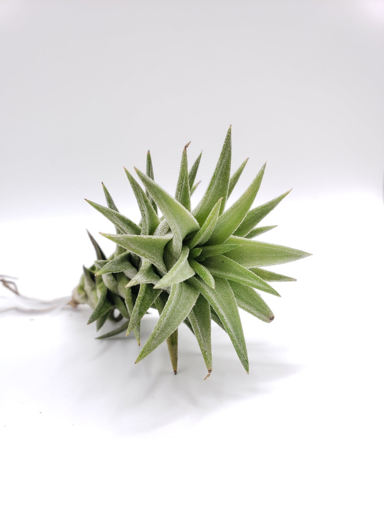 Air Plants-Air Plant-The Succulent Source