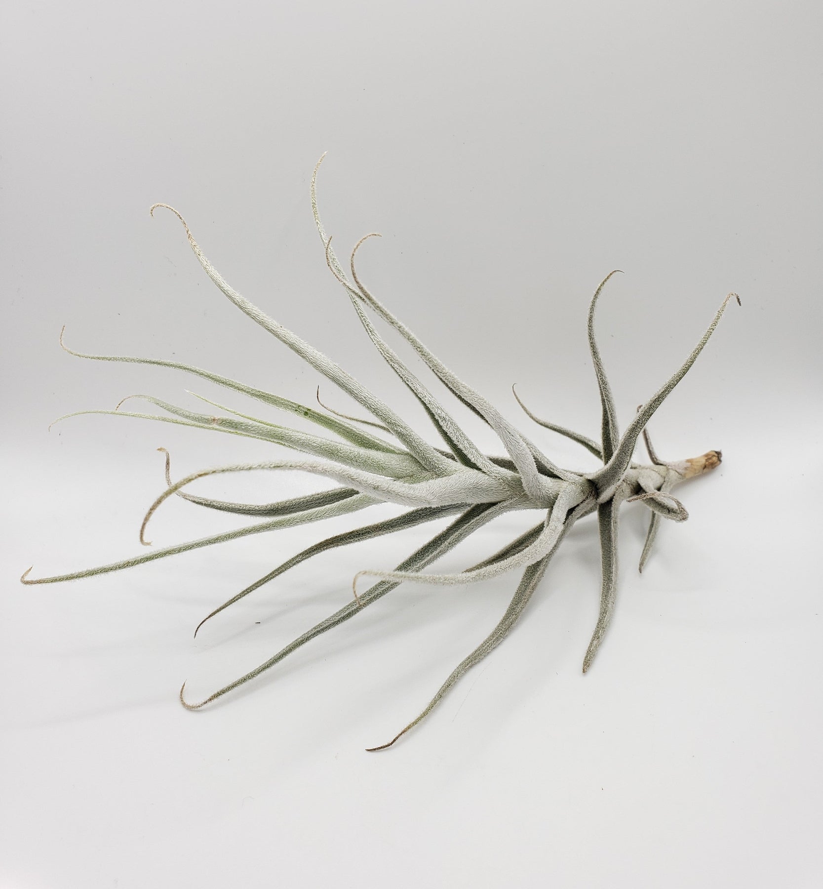 Air Plants-Air Plant-The Succulent Source