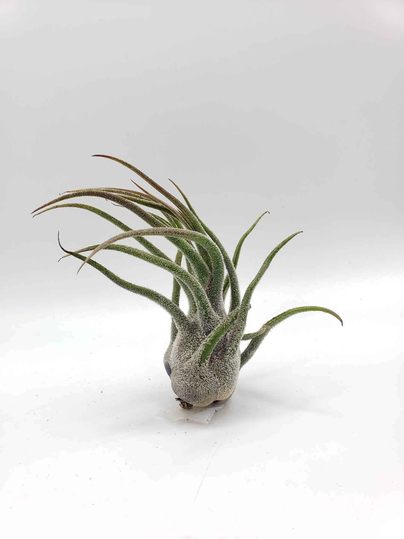 Air Plants-Air Plant-The Succulent Source