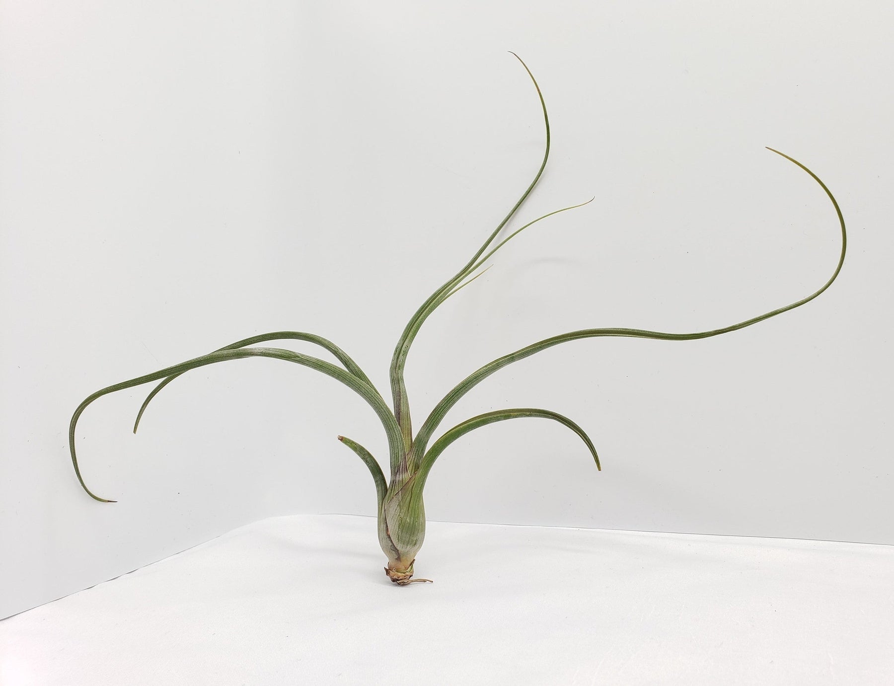 Air Plants-Air Plant-The Succulent Source