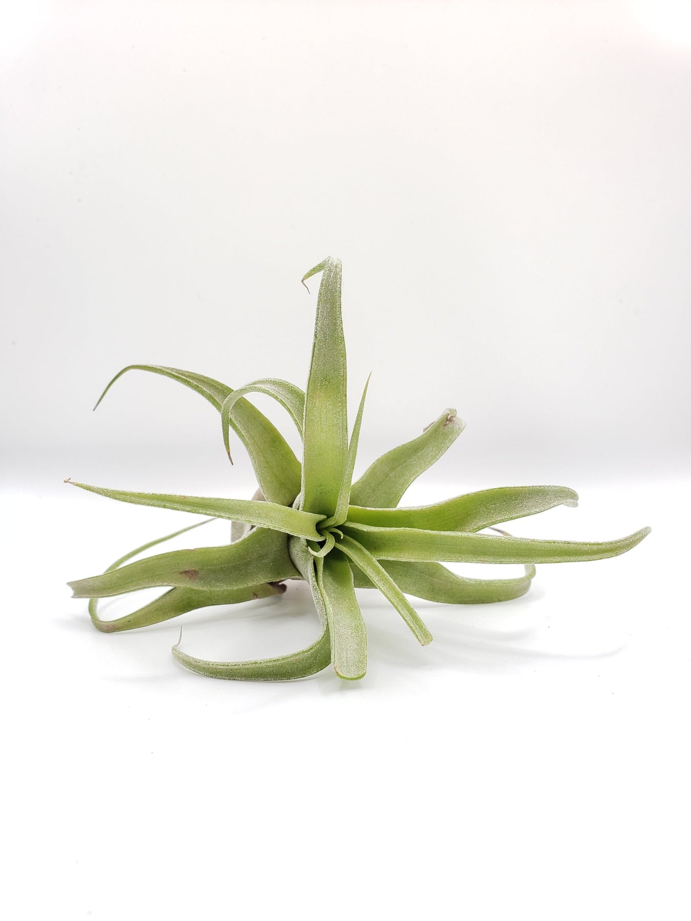 Air Plants-Air Plant-The Succulent Source