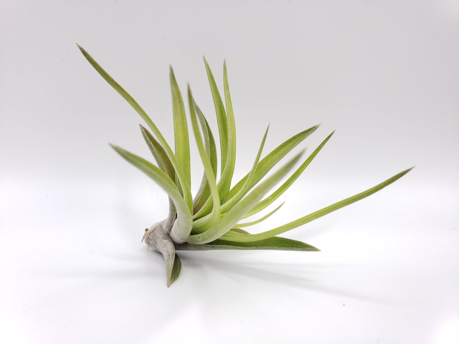 Air Plants-Air Plant-The Succulent Source
