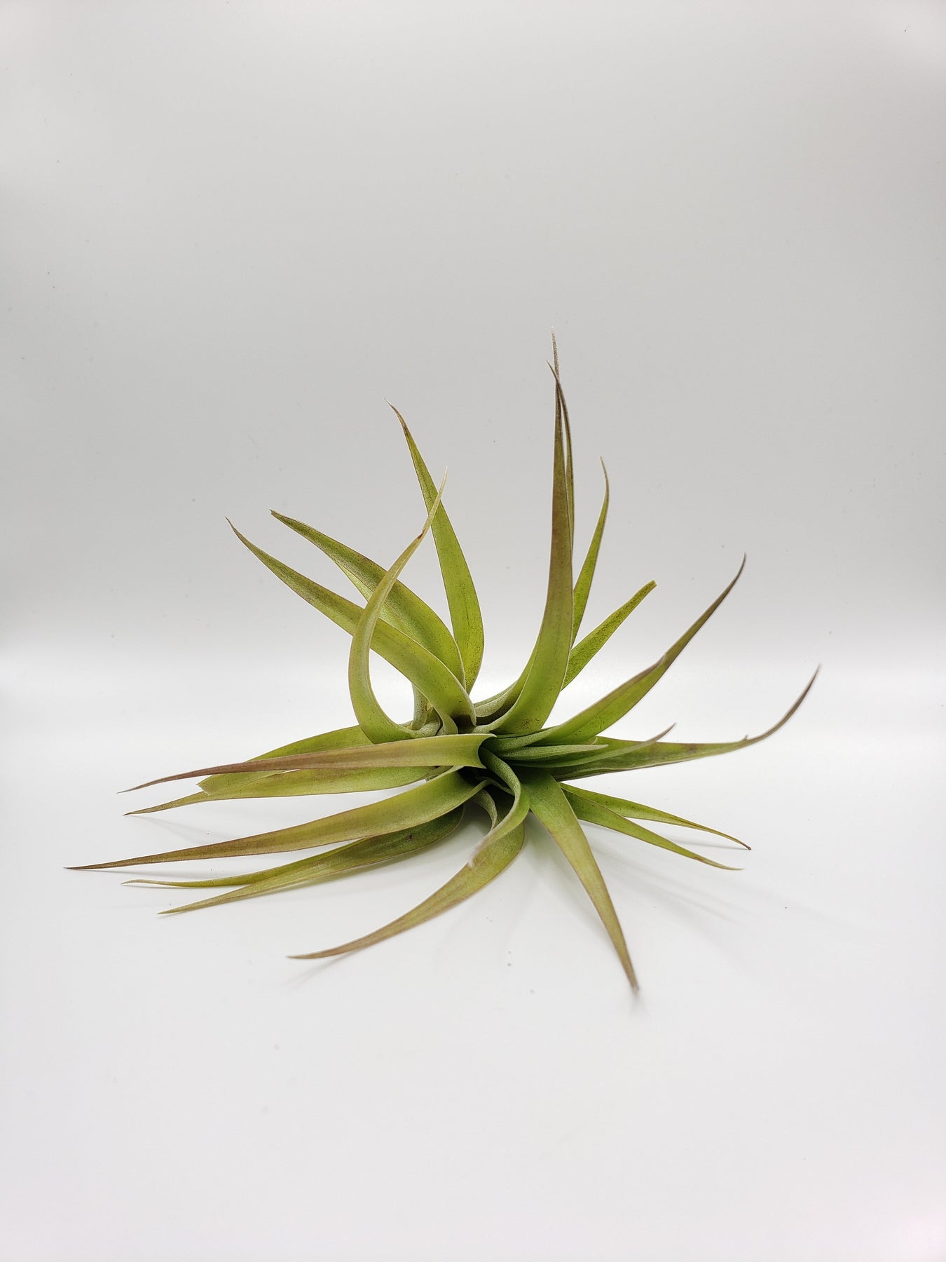 Air Plants-Air Plant-The Succulent Source
