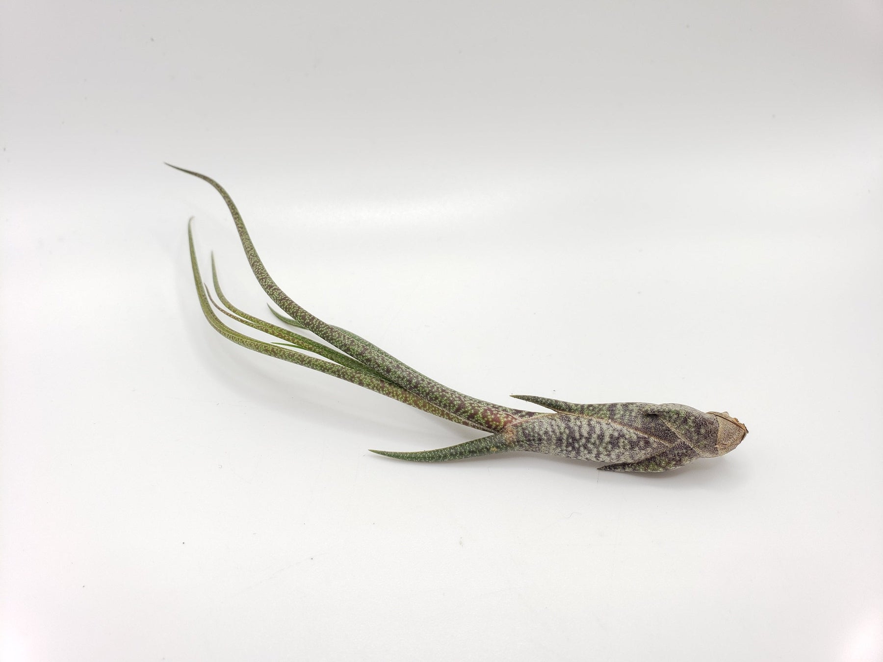 Air Plants-Air Plant-The Succulent Source