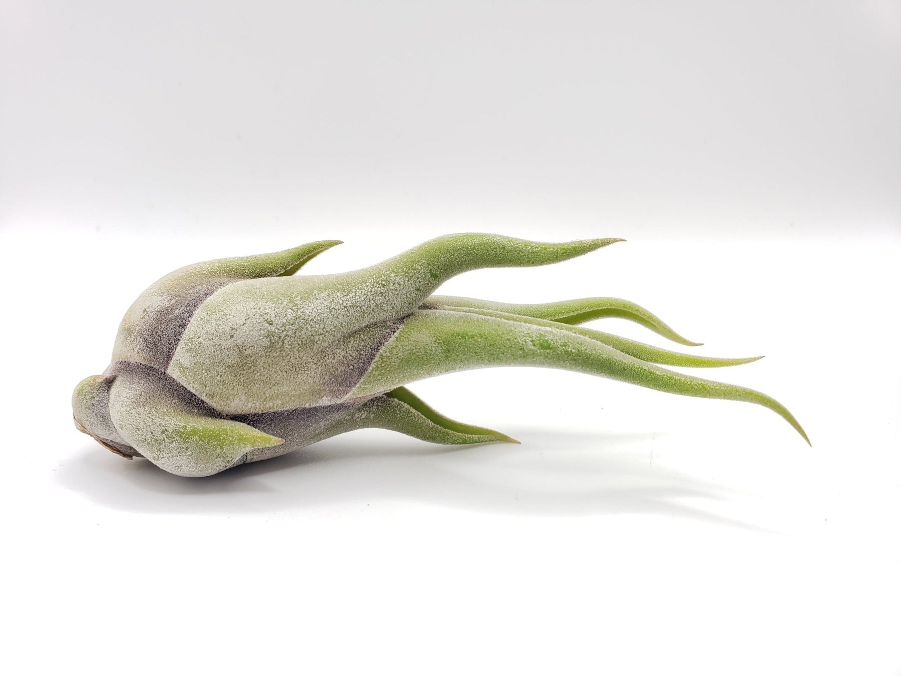 Air Plants-Air Plant-The Succulent Source