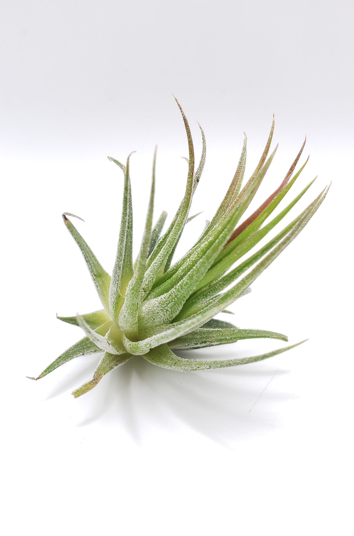 Air Plants-Air Plant-The Succulent Source