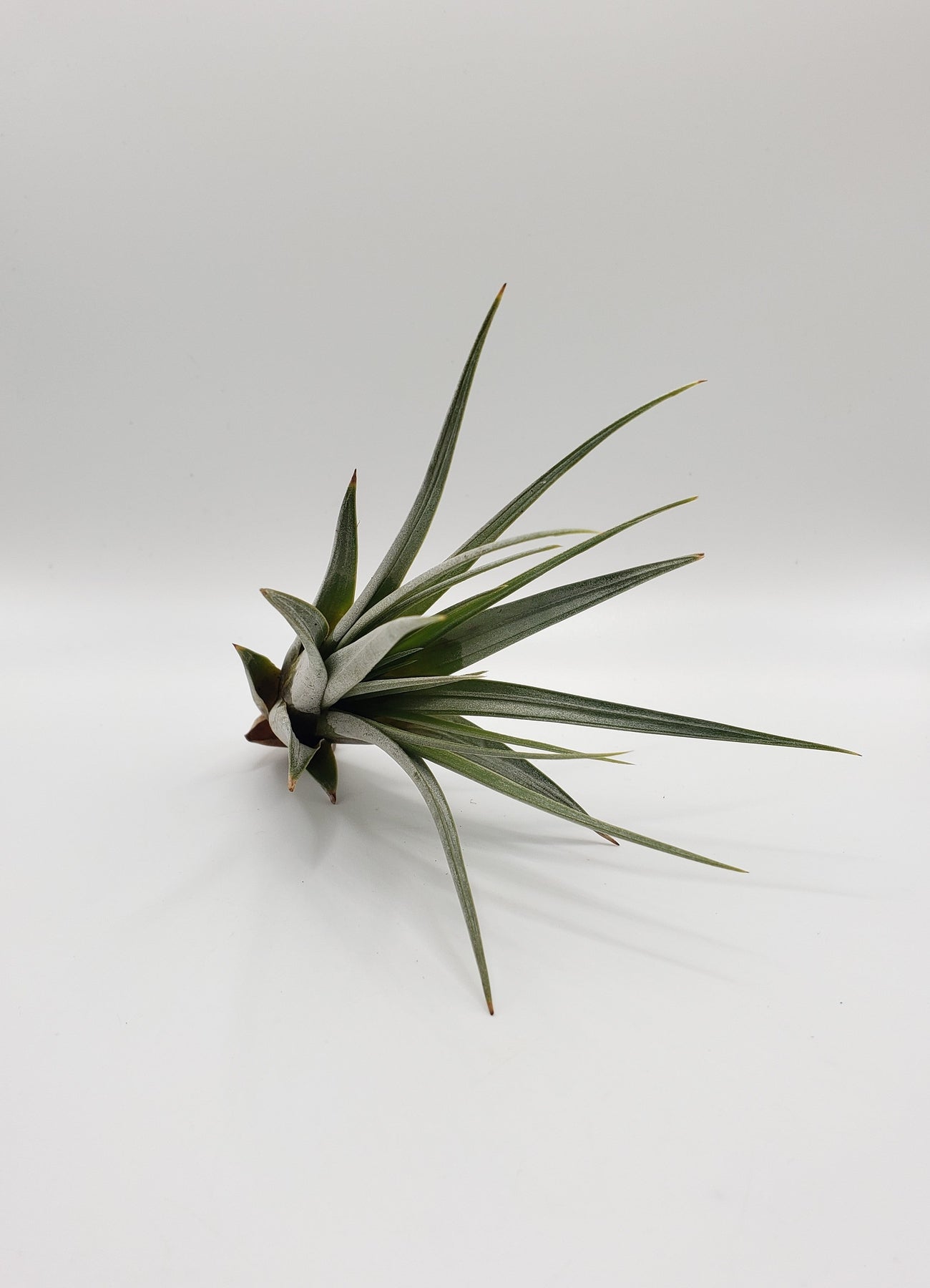 Air Plants