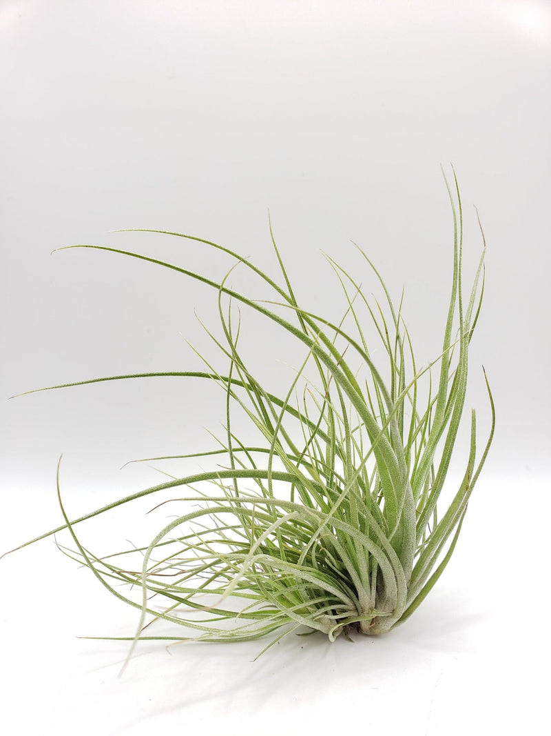 Air Plants-Air Plant-The Succulent Source