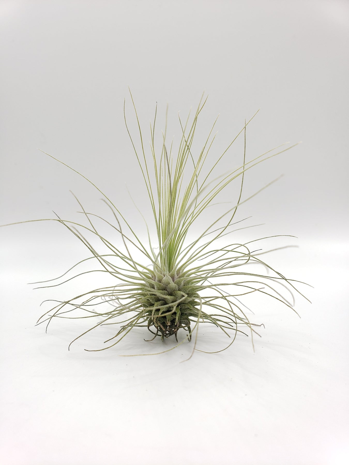 Air Plants