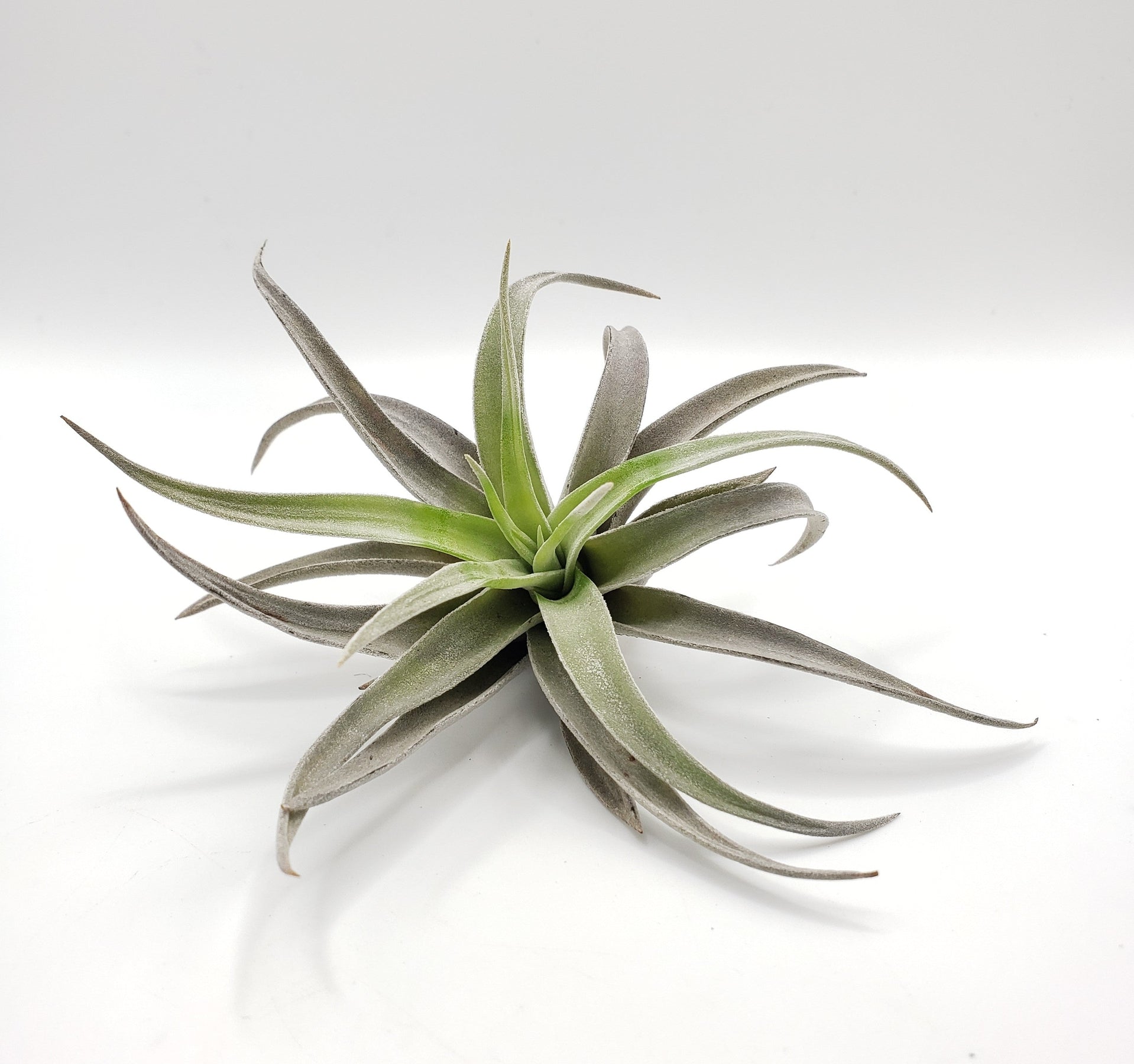 Air Plants