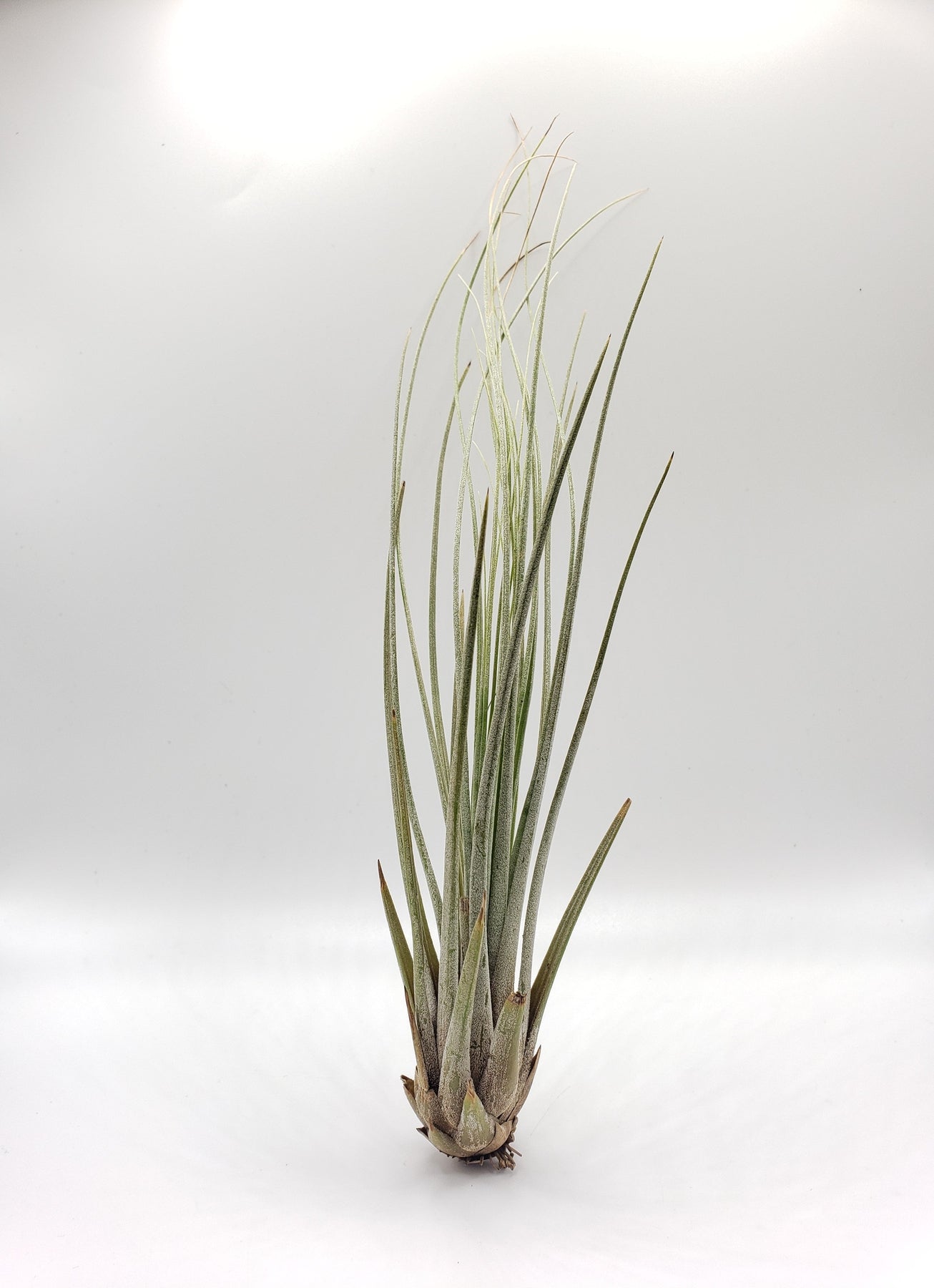 Air Plants