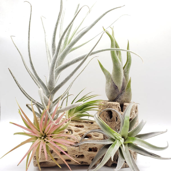 where can i buy air plants locally Air Plants Tillandsia araujei Purple star 3"