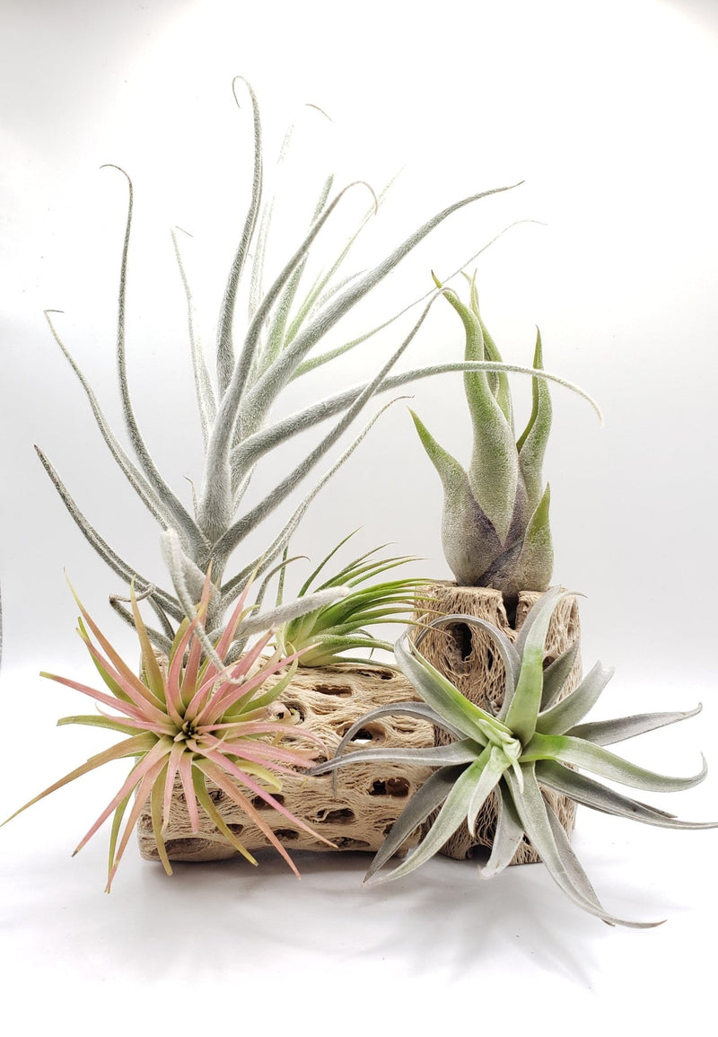 15+ Types Of Air Plants