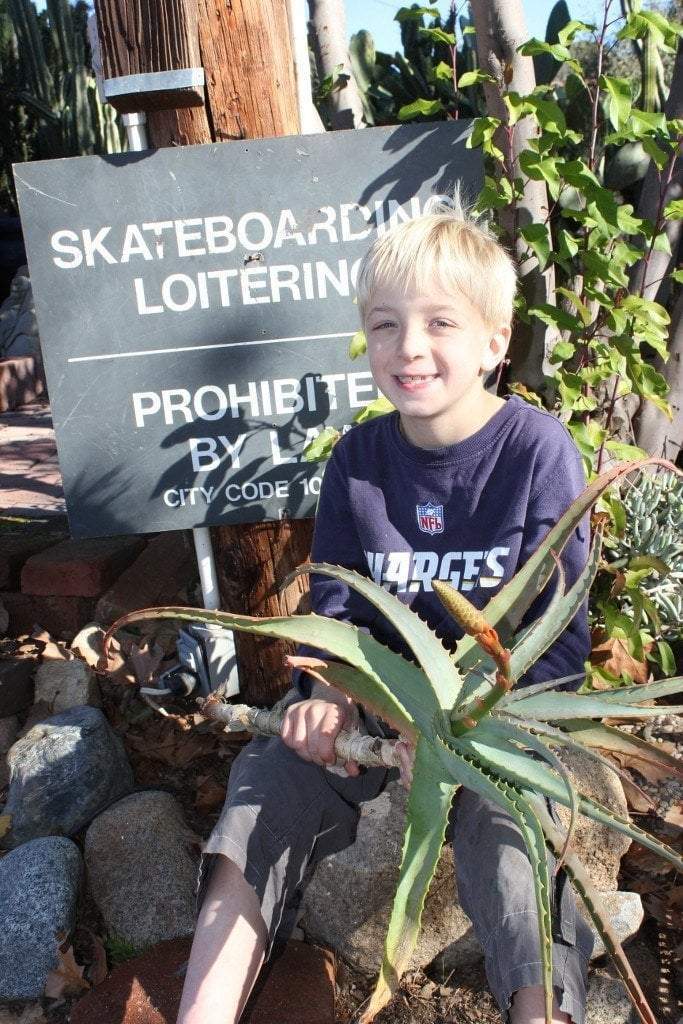 Aloe Arborescens Cutting bulk wholesale succulent prices at the succulent source