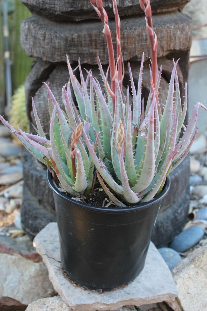 blue elf succulent propagation Aloe Blue Elf