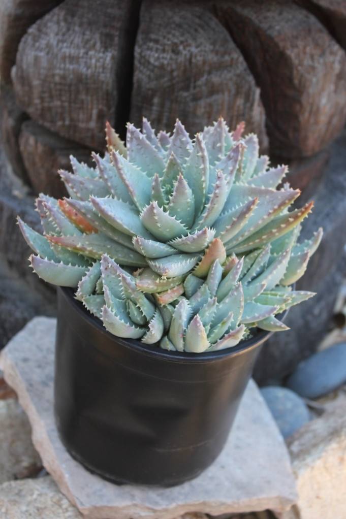 Aloe Brevifolia - "Crocodile Plant" bulk wholesale succulent prices at the succulent source - 2