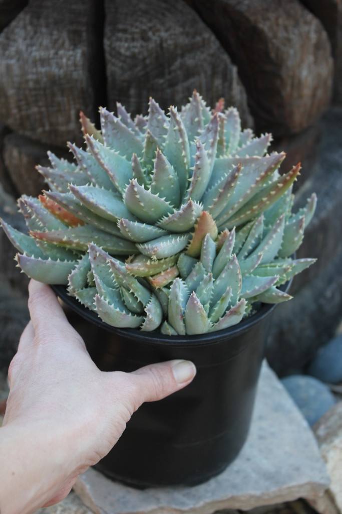 alligator succulent plant Aloe Brevifolia