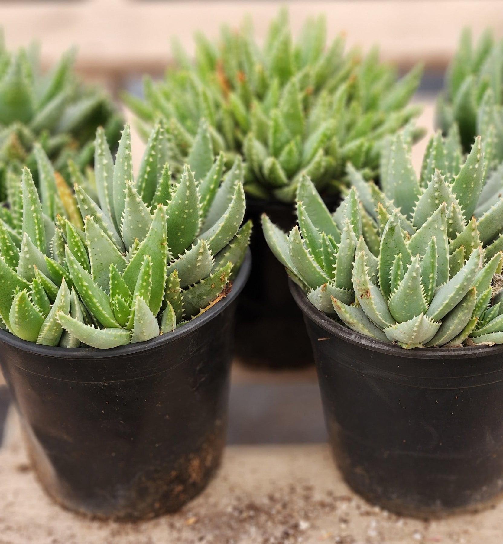 Aloe Brevifolia - "Crocodile Plant"-Succulent - Large-The Succulent Source