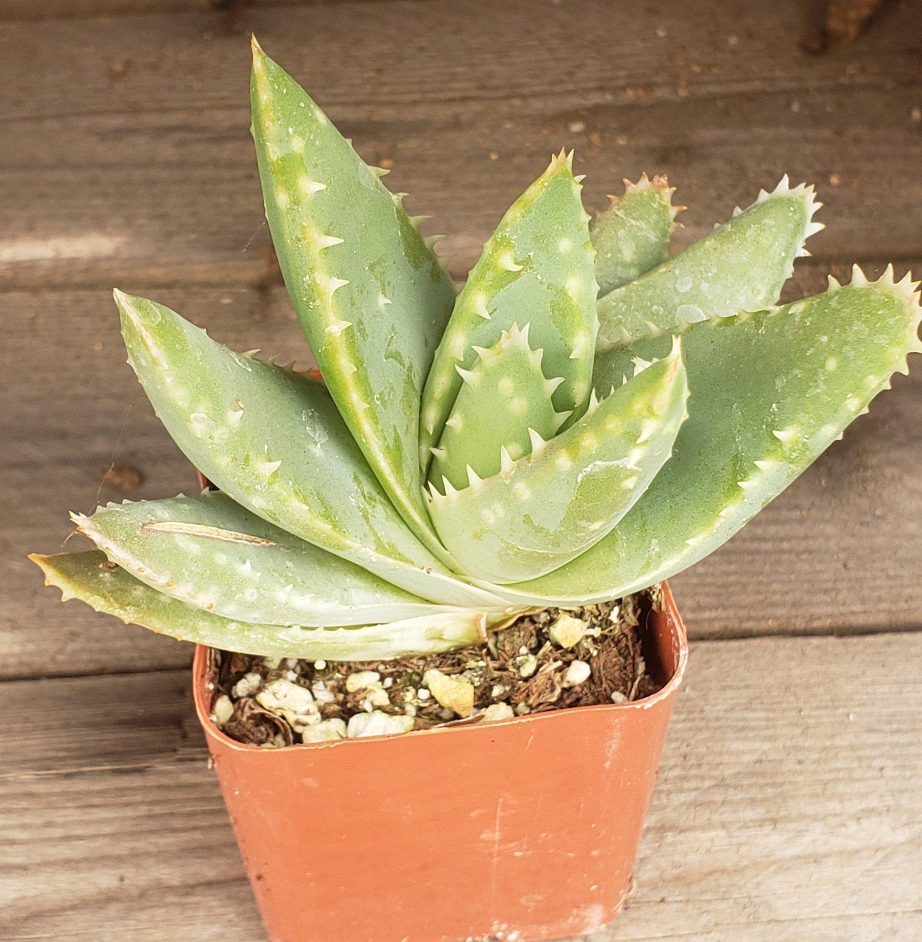 Aloe Brevifolia - "Crocodile Plant"-Succulent - Large-The Succulent Source