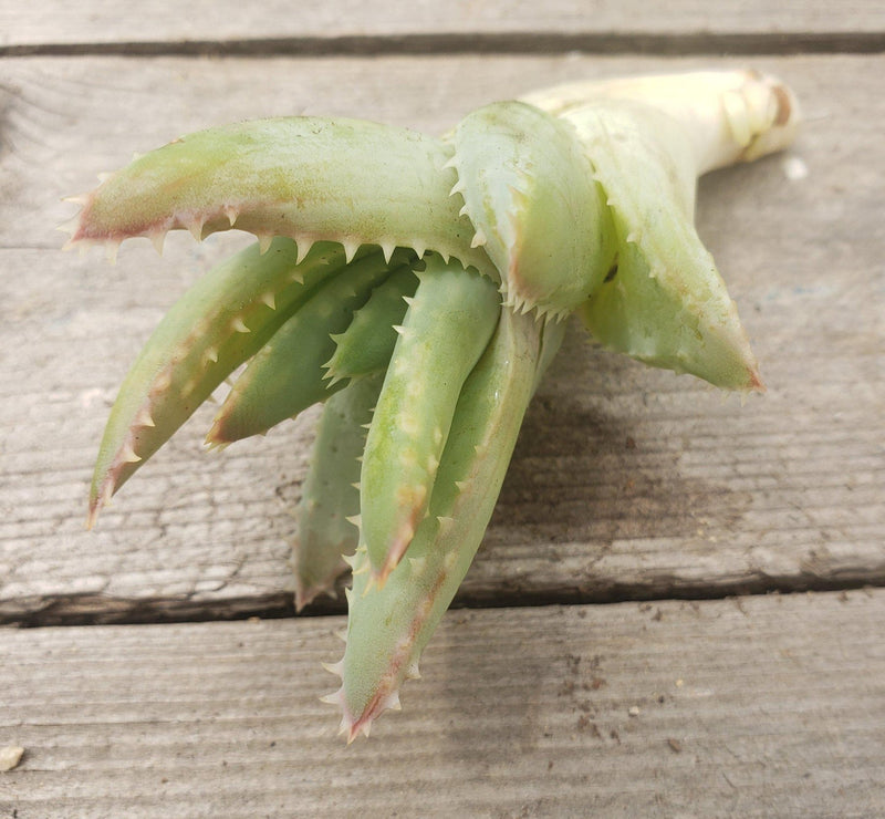 Aloe Brevifolia - "Crocodile Plant"-Succulent - Large-The Succulent Source