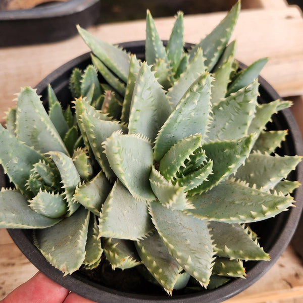 alligator succulent plant Aloe Brevifolia