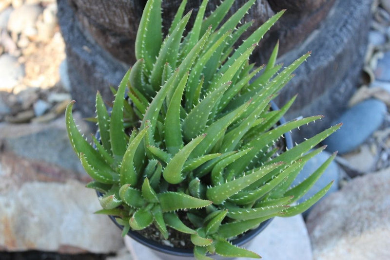 Aloe - "Crosby's Prolific" bulk wholesale succulent prices at the succulent source - 2