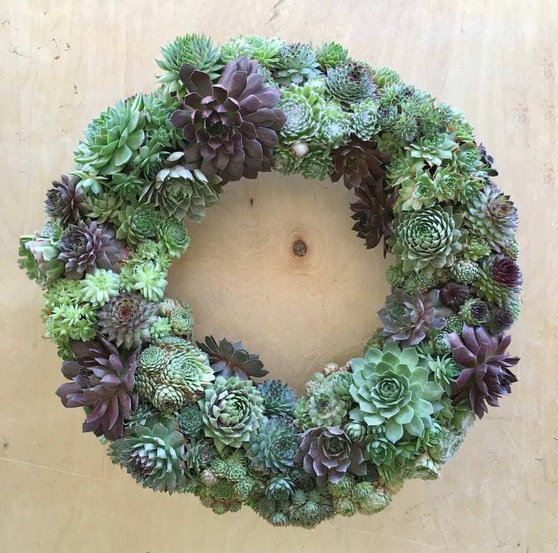 Anna Succulent Sempervivum Wreath.