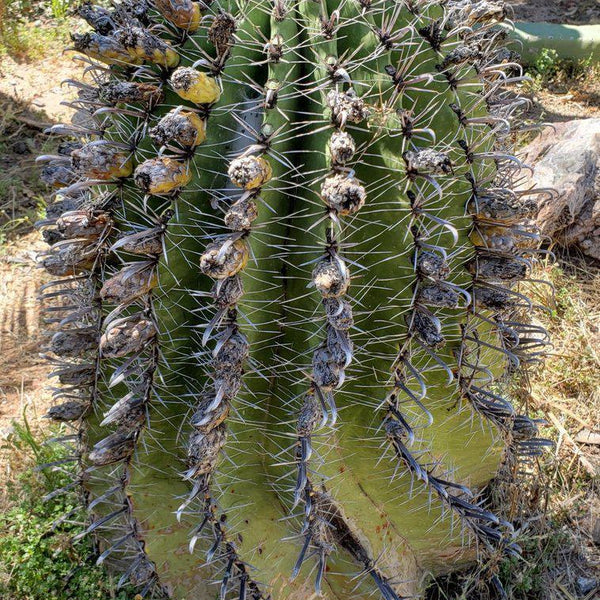 CACTACEAE 仙人掌科 - Fish-hook Cactus (Ferocactus horridus) 巨鷲