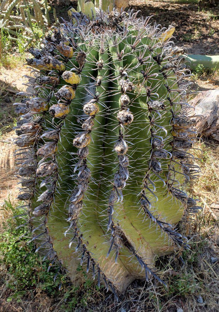 Ferocactus Fishhook Barrel Cactus Seeds - 100 Count-Cactus - Specialty-The Succulent Source