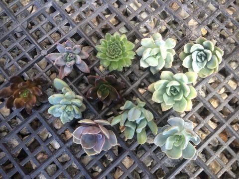 Boutonniere Cutting - 1.5" bulk wholesale succulent prices at the succulent source - 2