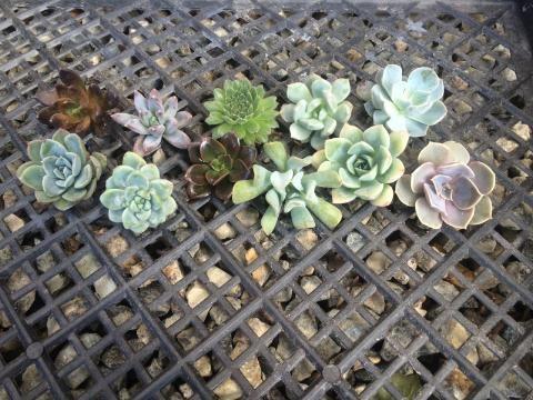 Boutonniere Cutting - 1.5" bulk wholesale succulent prices at the succulent source - 3