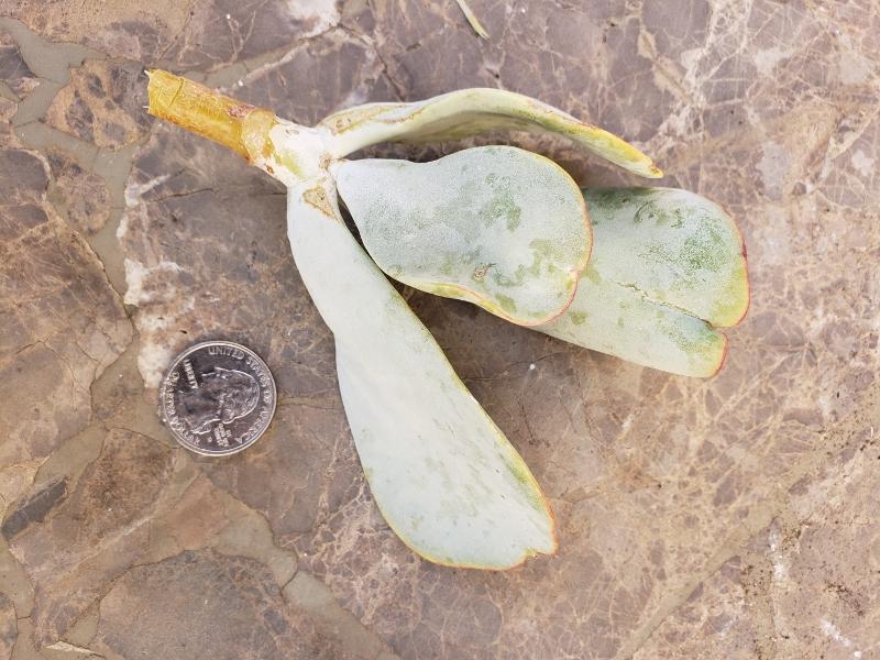 CUTTINGS Specific Succulent Species - 10 Count-Succulent - Cutting-The Succulent Source