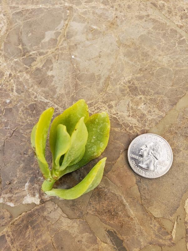 CUTTINGS Specific Succulent Species - 10 Count-Succulent - Cutting-The Succulent Source