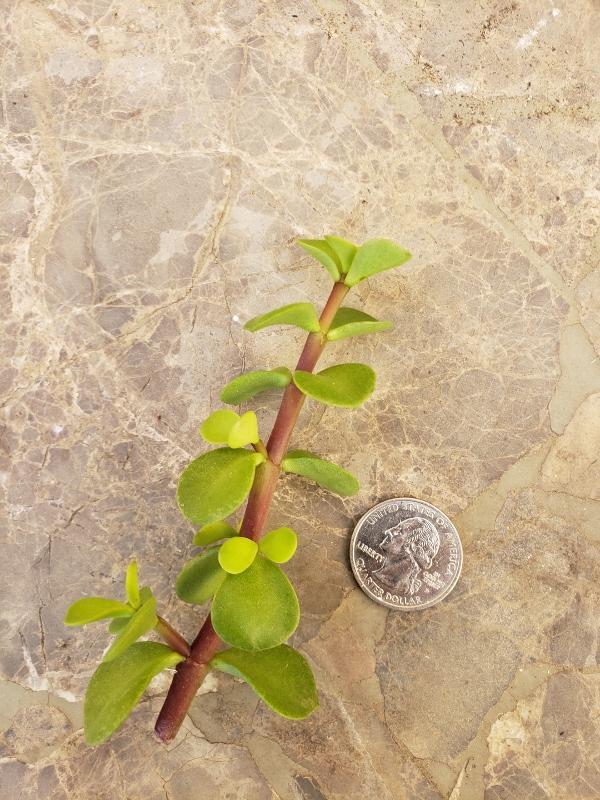 CUTTINGS Specific Succulent Species - 10 Count-Succulent - Cutting-The Succulent Source