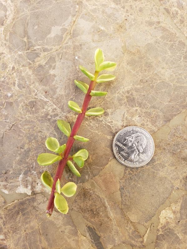 CUTTINGS Specific Succulent Species - 10 Count-Succulent - Cutting-The Succulent Source