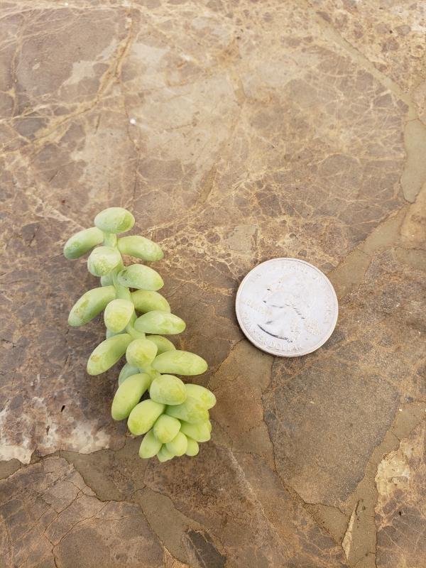 CUTTINGS Specific Succulent Species - 10 Count-Succulent - Cutting-The Succulent Source