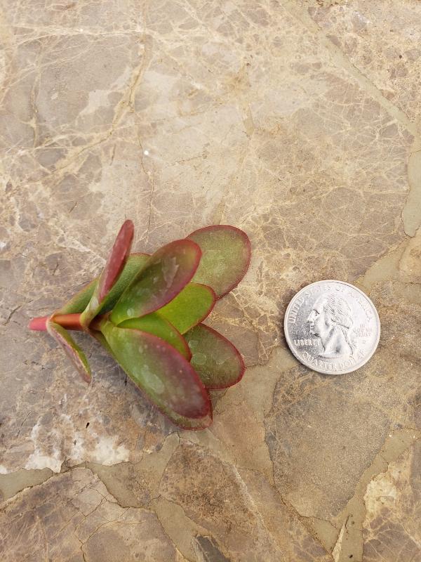 CUTTINGS Specific Succulent Species - 10 Count-Succulent - Cutting-The Succulent Source