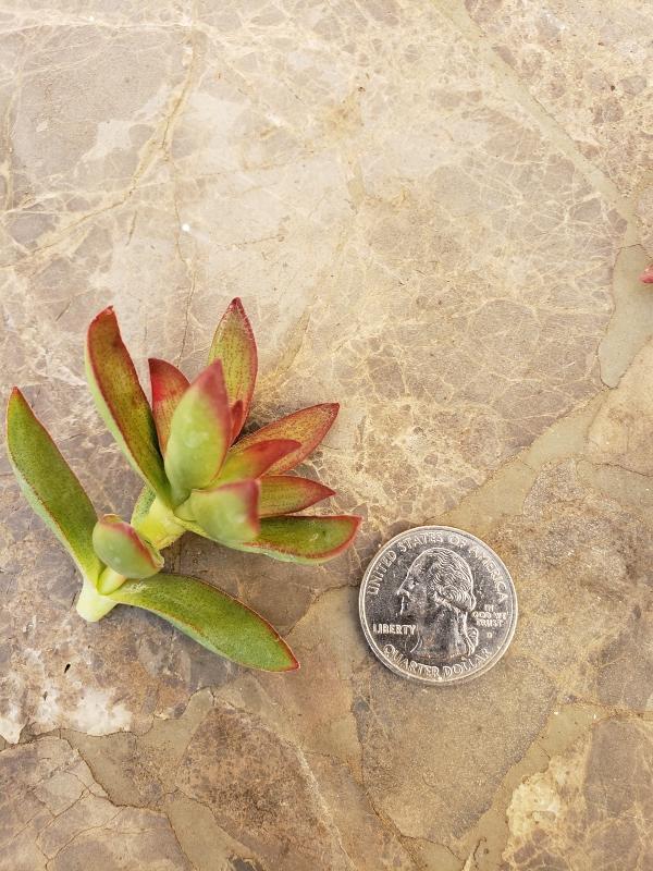 CUTTINGS Specific Succulent Species - 10 Count-Succulent - Cutting-The Succulent Source