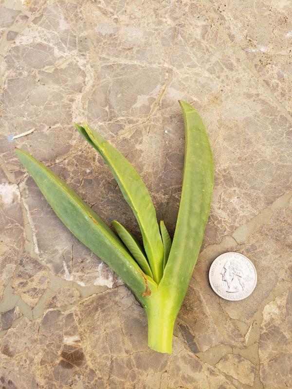 CUTTINGS Specific Succulent Species - 10 Count-Succulent - Cutting-The Succulent Source