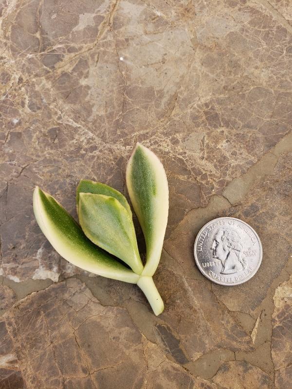 CUTTINGS Specific Succulent Species - 10 Count-Succulent - Cutting-The Succulent Source