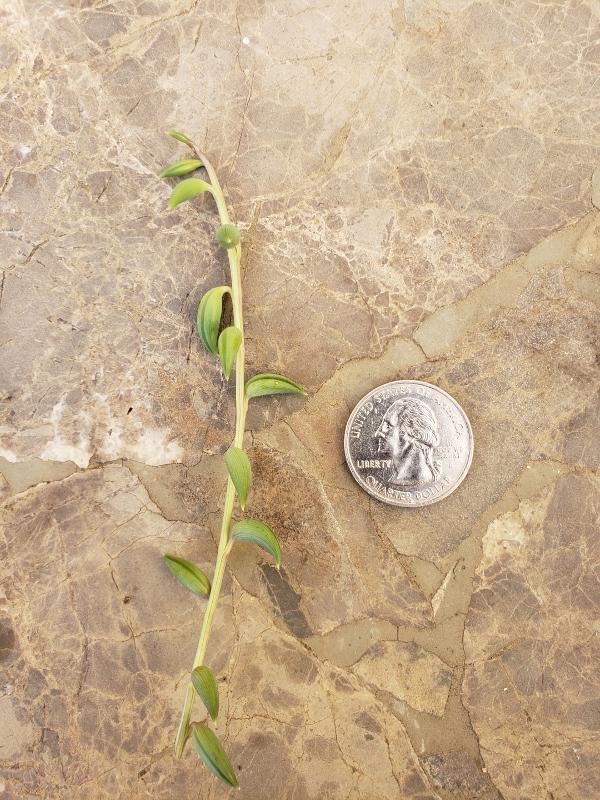 CUTTINGS Specific Succulent Species - 10 Count-Succulent - Cutting-The Succulent Source