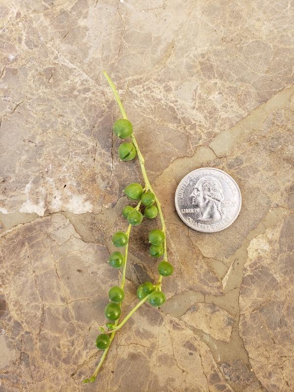 CUTTINGS Specific Succulent Species - 10 Count-Succulent - Cutting-The Succulent Source