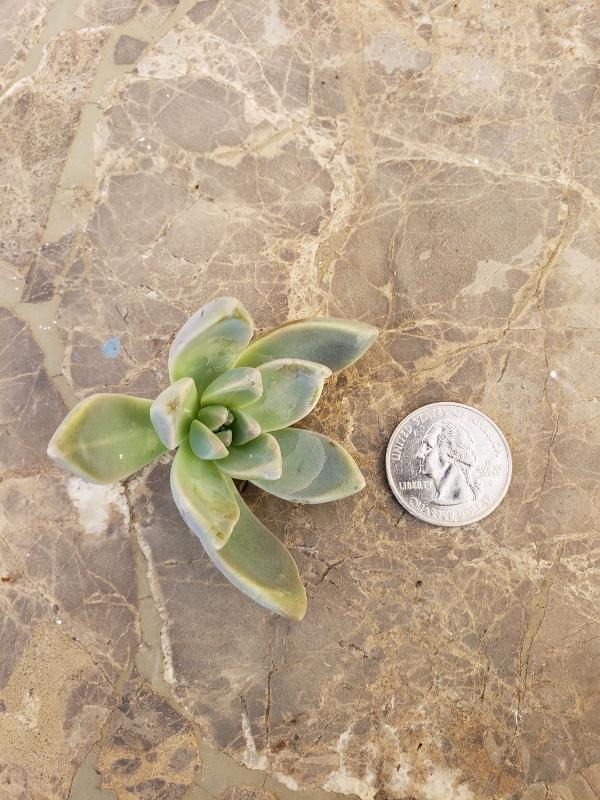 CUTTINGS Specific Succulent Species - 10 Count-Succulent - Cutting-The Succulent Source