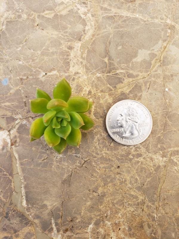 CUTTINGS Specific Succulent Species - 10 Count-Succulent - Cutting-The Succulent Source