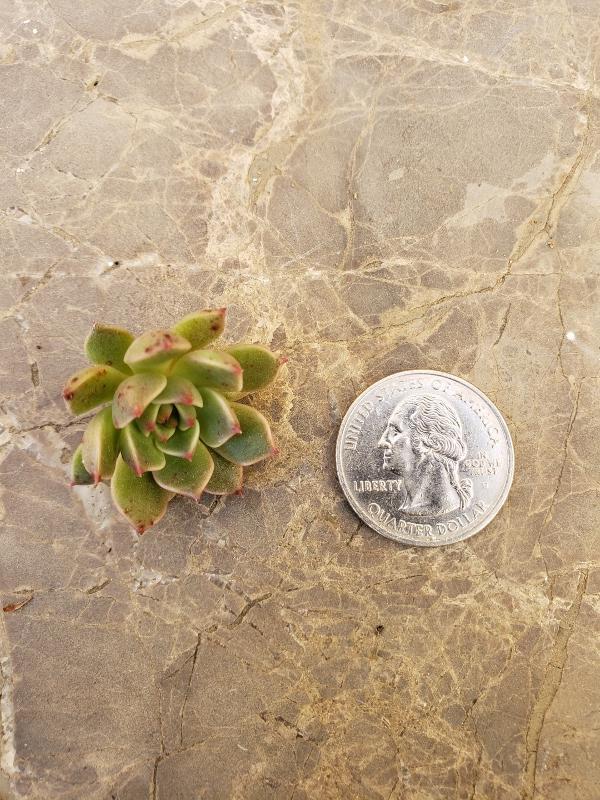 CUTTINGS Specific Succulent Species - 10 Count-Succulent - Cutting-The Succulent Source