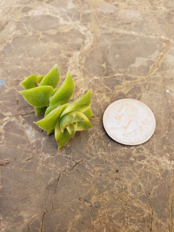 CUTTINGS Specific Succulent Species - 10 Count-Succulent - Cutting-The Succulent Source