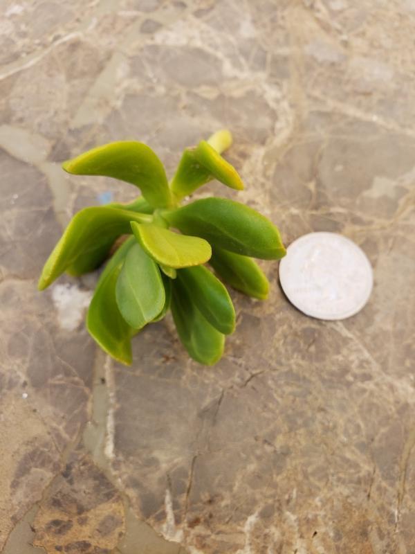 CUTTINGS Specific Succulent Species - 10 Count-Succulent - Cutting-The Succulent Source