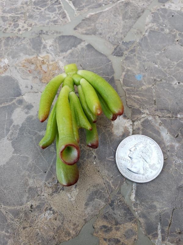 CUTTINGS Specific Succulent Species - 10 Count-Succulent - Cutting-The Succulent Source